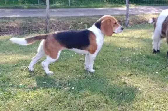 Beagle tricolore perdue à Misson - photo