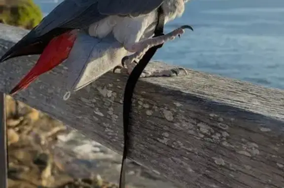 Lost Bird: Red-Tailed on Eccles St, Sydney