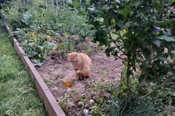 Chat trouvé Saint-Dié-des-Vosges, photo: Chat roux trouvé rue Jean Moulin