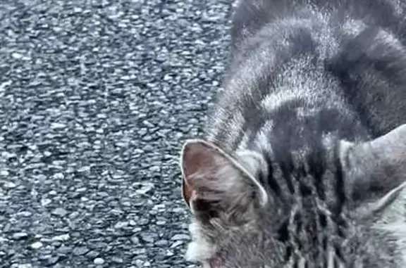 Chat gris tigré trouvé à Frouzins - photo