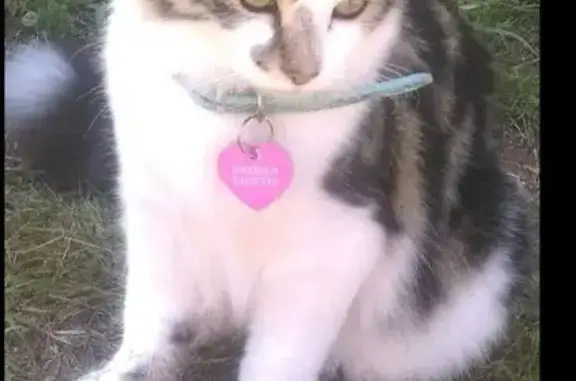 Lost Tabby with Fluffy Tail in Port Stephens