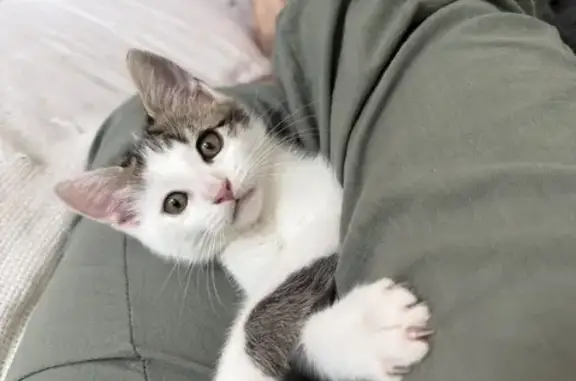 Animaux perdus Talence, photo: Perdu : Chaton Jimmy, 3 mois, Talence