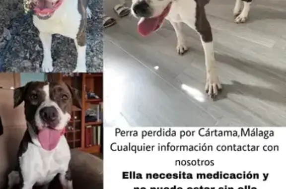 Animales perdidos , foto: Perro Atigrado Perdido en Polígono 29, 51B