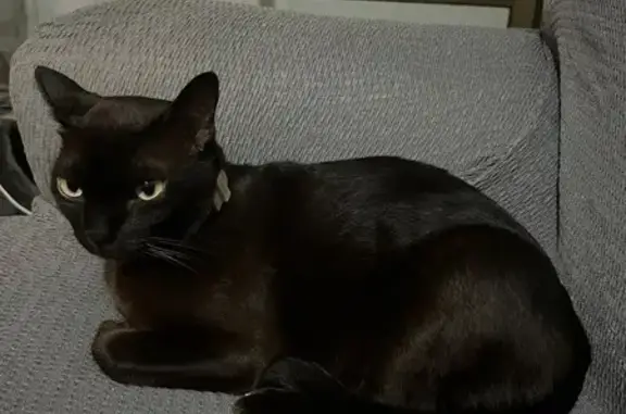 Animales perdidos Marbella, foto: Whiskey, gato birmana sable perdido en Marbella