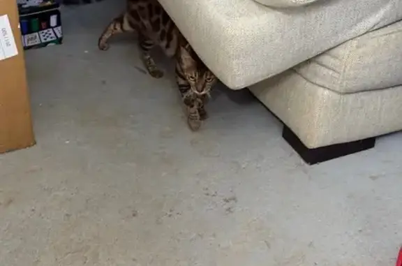 Animales encontrados , foto: Gato Perdido en Calle Álamos, Náquera