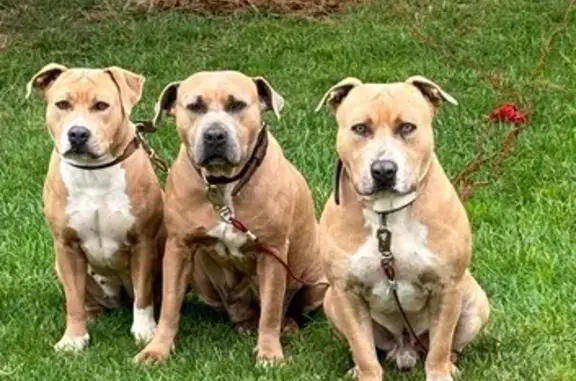 Chien perdu : Mia et Fifi, marron staff - photo