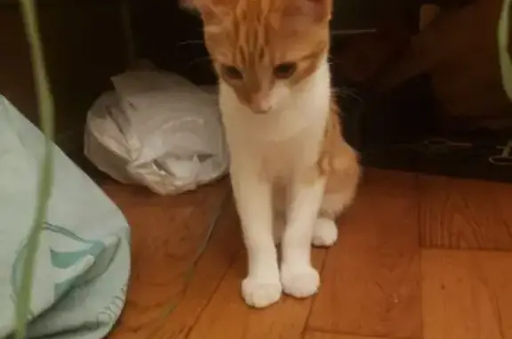 Jeune chat roux et blanc perdu Montauban - photo