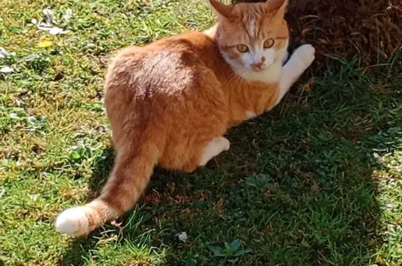 Animaux perdus Plougastel-Daoulas, photo: Chatte 6 ans perdue, blanche et rousse