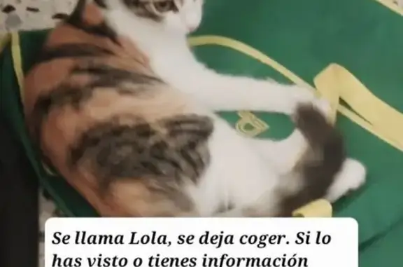 Animales perdidos Vilanova i la Geltru, foto: Gatita Perdida en Vilanova: ¡Ayúdanos!