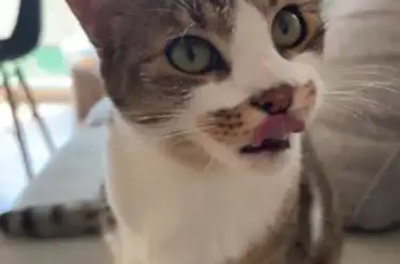 Chat perdu : Kaydop, tigré et peureux - photo