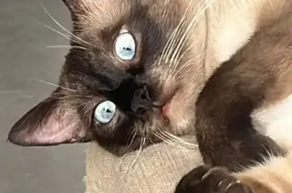 Chat perdu beige et noir, collier bleu - photo