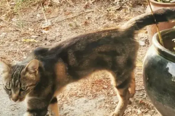 Chat trouvé Livron-sur-Drôme, photo: Chatte tigrée et mâle errants à Livron