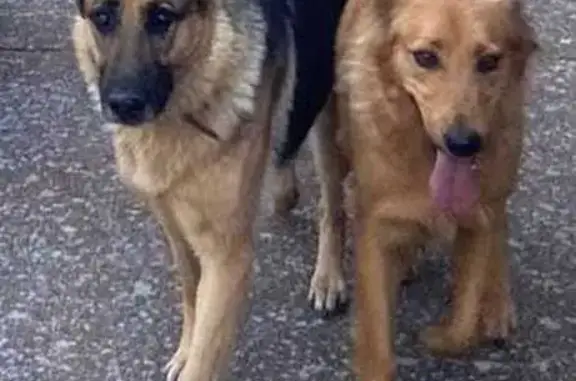 Animales perdidos Palencia, foto: ¡Perra sociable perdida en Villamuriel!