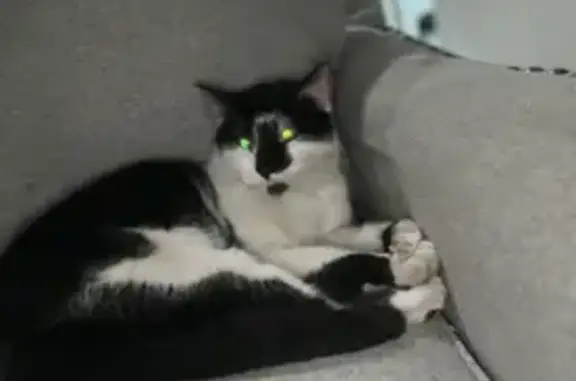 Lost: Black/White Cat with Unique Markings