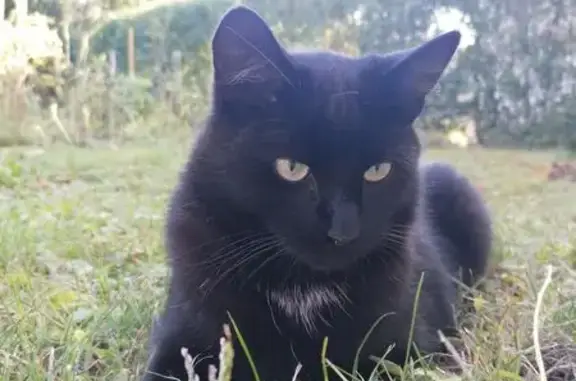 Chat noir perdu à Pouligney-Lusans - photo