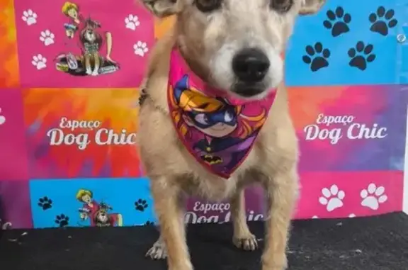 cachorro desaparecida