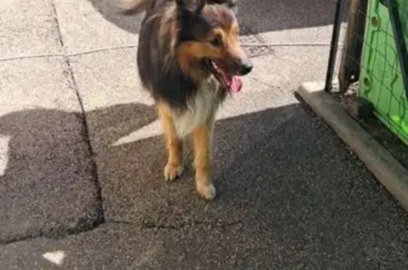 Chien trouvé Buellas, photo: Chien trouvé Rue de la Mairie, Buellas
