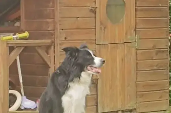Chien noir et blanc perdu à Soliers - photo