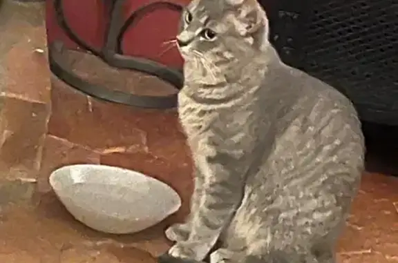 Animaux perdus , photo: Petite chatte grise perdue à Montigny
