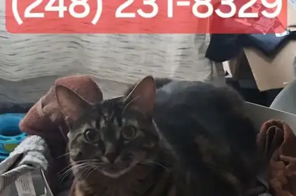 Missing cat Farmington Hills, photo: Lost Indoor Cat: Purdue Ave, Farmington