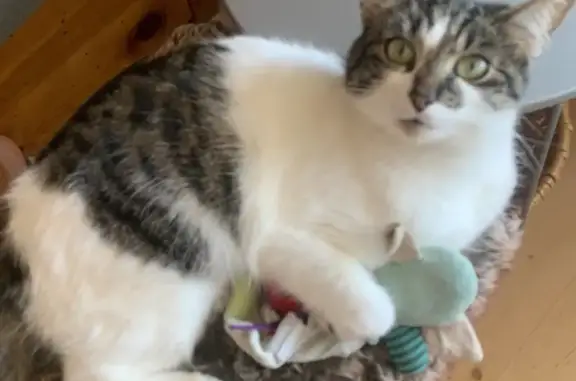 Chat perdu, La Tronche, photo: Chatte perdue, pelage blanc et noir, La Tronche