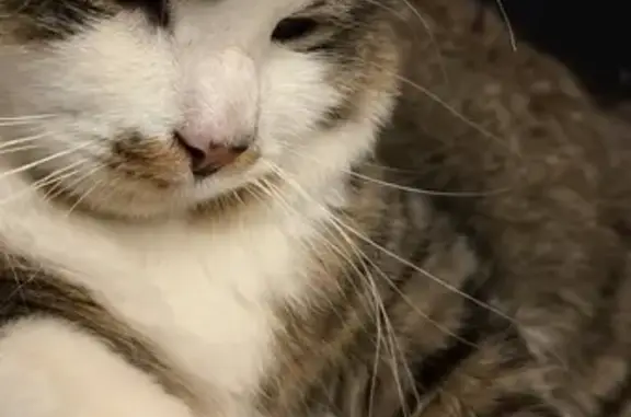 Lost Cat: Help Find Max in Milton Keynes