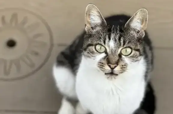 Chatte perdue à Cernay, rue du Paradis - photo