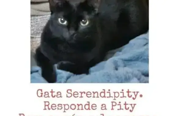 Animales perdidos Sanlucar de Barrameda, foto: ¡Gata Negra Perdida en Sanlúcar!