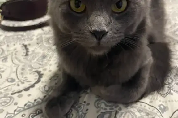 gato desaparecida