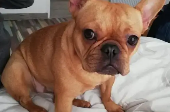 Chien perdu Piré-sur-Seiche, photo : Perdu : Bouledogue marron, D37 Piré-sur-Seiche