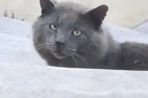 Chat trouvé Ouroux-sur-Saône, photo: Chat gris blessé trouvé à Ouroux-sur-Saône