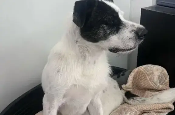 Animaux trouvés , photo: Chien trouvé près de Pont-sur-Seine