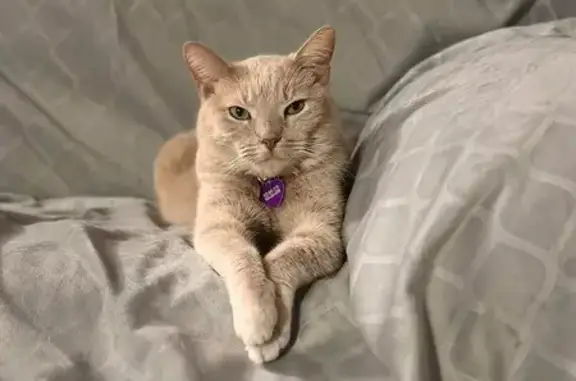 Lost and found pets Menasha, photo: Lost Buff Cat on Depere St, Menasha