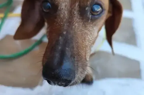 cachorro encontrada