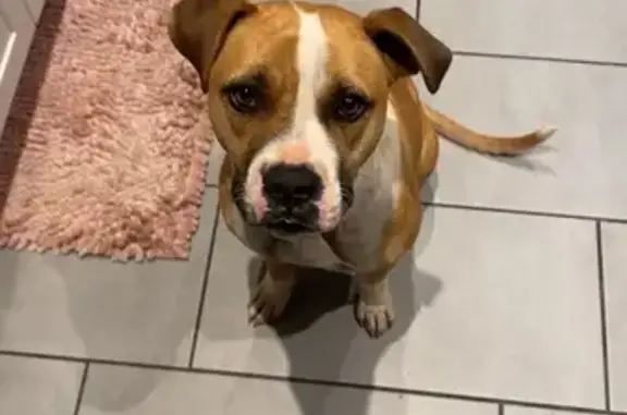 Missing dog Midwest City, photo: Lost Dog: Pink Collar, Green Harness