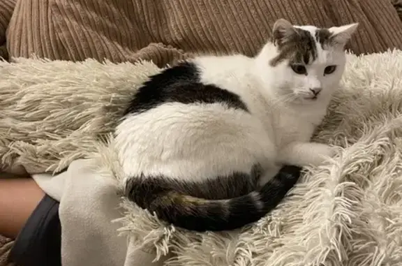 Chat perdu : blanc, taches brunes, louche un peu - photo