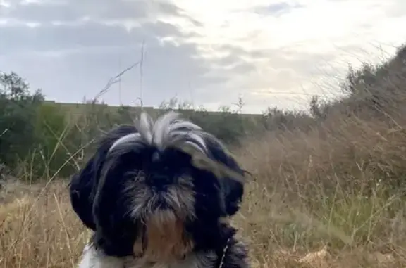 Shih Tzu Perdido: Blanco y Negro en El Campello