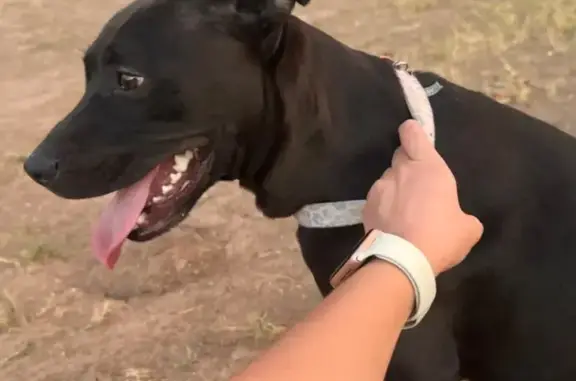 Lost and found pets Phoenix, photo: Found: Black Dog 'Trinity' in Phoenix