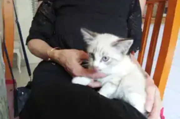Animaux trouvés Mirebeau, photo: Chatte claire, yeux bleus trouvée à Mirebeau