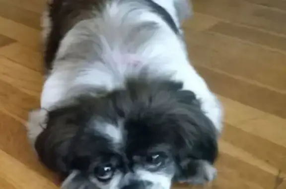 Lost Shih Tzu: Fifi Missing in Chicago