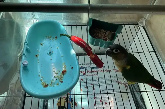 Lost Bird: Short-Tailed, Punggol Central