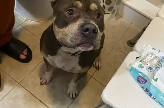 Lost Bully Pitbull: Dark Brown & White Paws