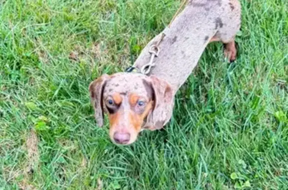 Missing dog , photo: Lost Chocolate Dapple Dog in Coal City