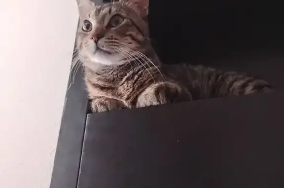 Missing cat , photo: Lost Tabby in Lafayette: Help Find Bearclaw