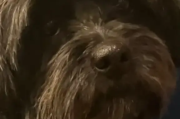Lost Dog: Black Hair, Blue Collar