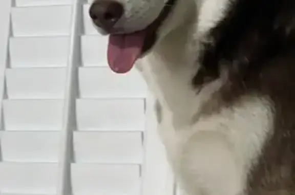 Lost Husky: Petite Brown & White in Galt