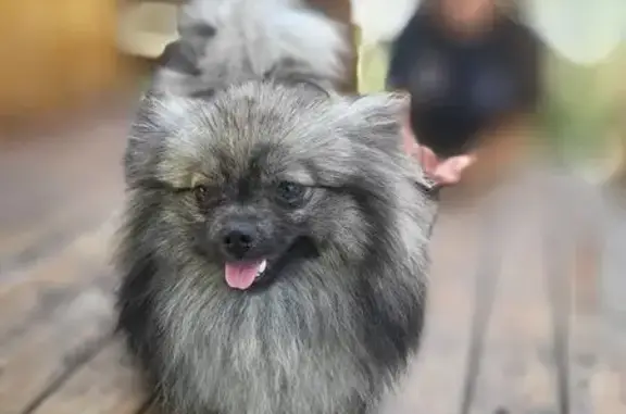 Pomeranien gris perdu à Limay - photo