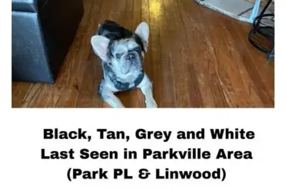 Lost Dog: Tan & Black in Parkville Area