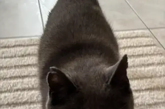 Chat perdu, , photo: Chat gris perdu, oreille droite abîmée