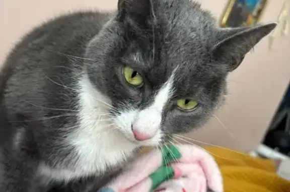 Lost Cat: Grey w/ White Paws in Leominster